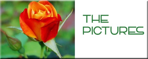 Pictures Logo